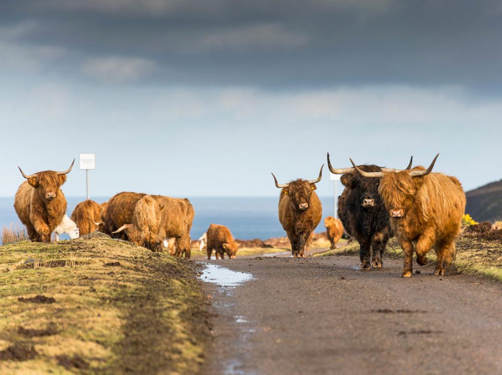 Highland cows rush hour